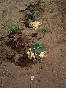 ナスの苗植え